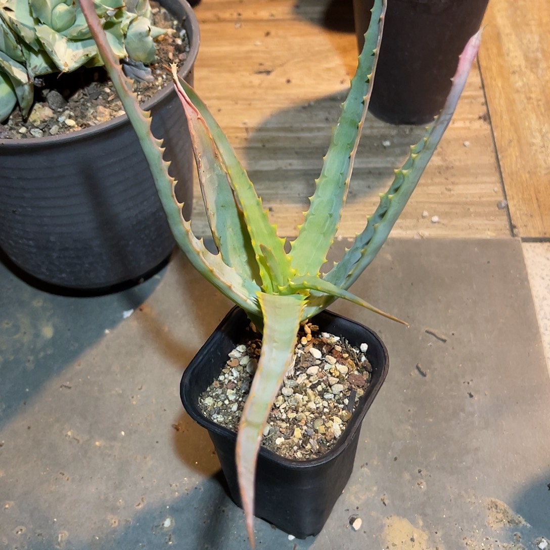实生鱿鱼须范巴伦芦荟