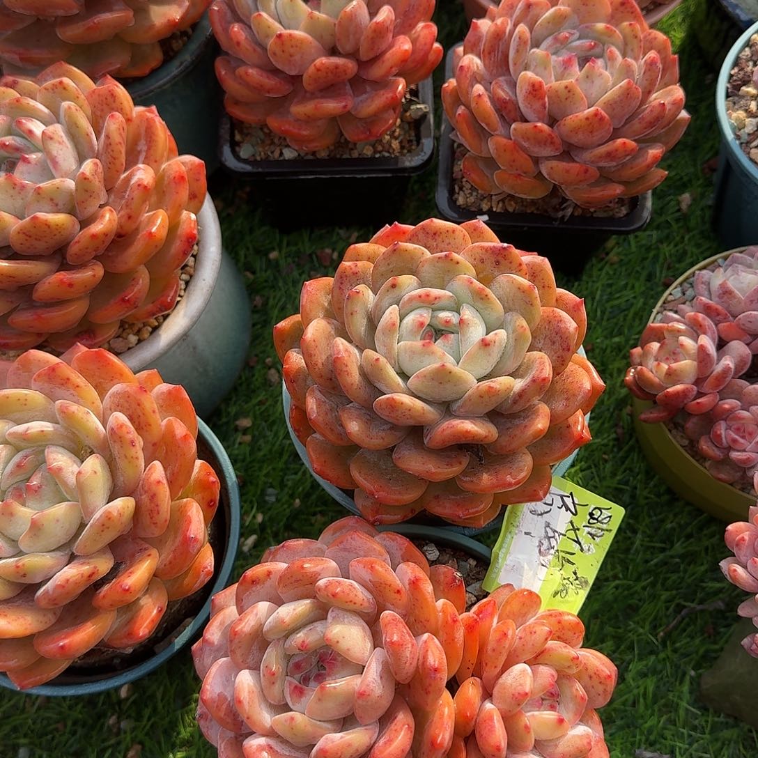 房***汐橙梦露一组带盆发货