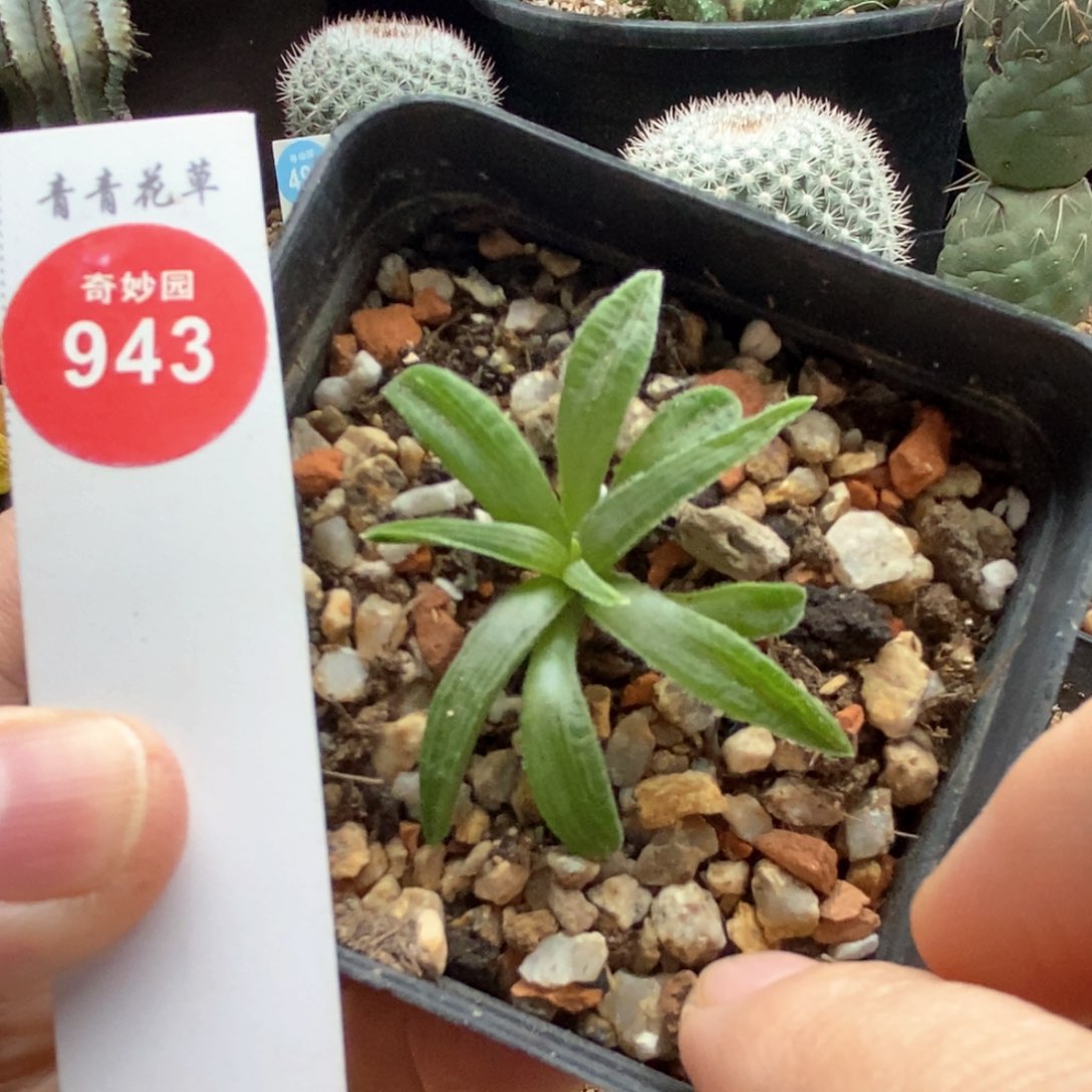 实生块根寿小胡巴