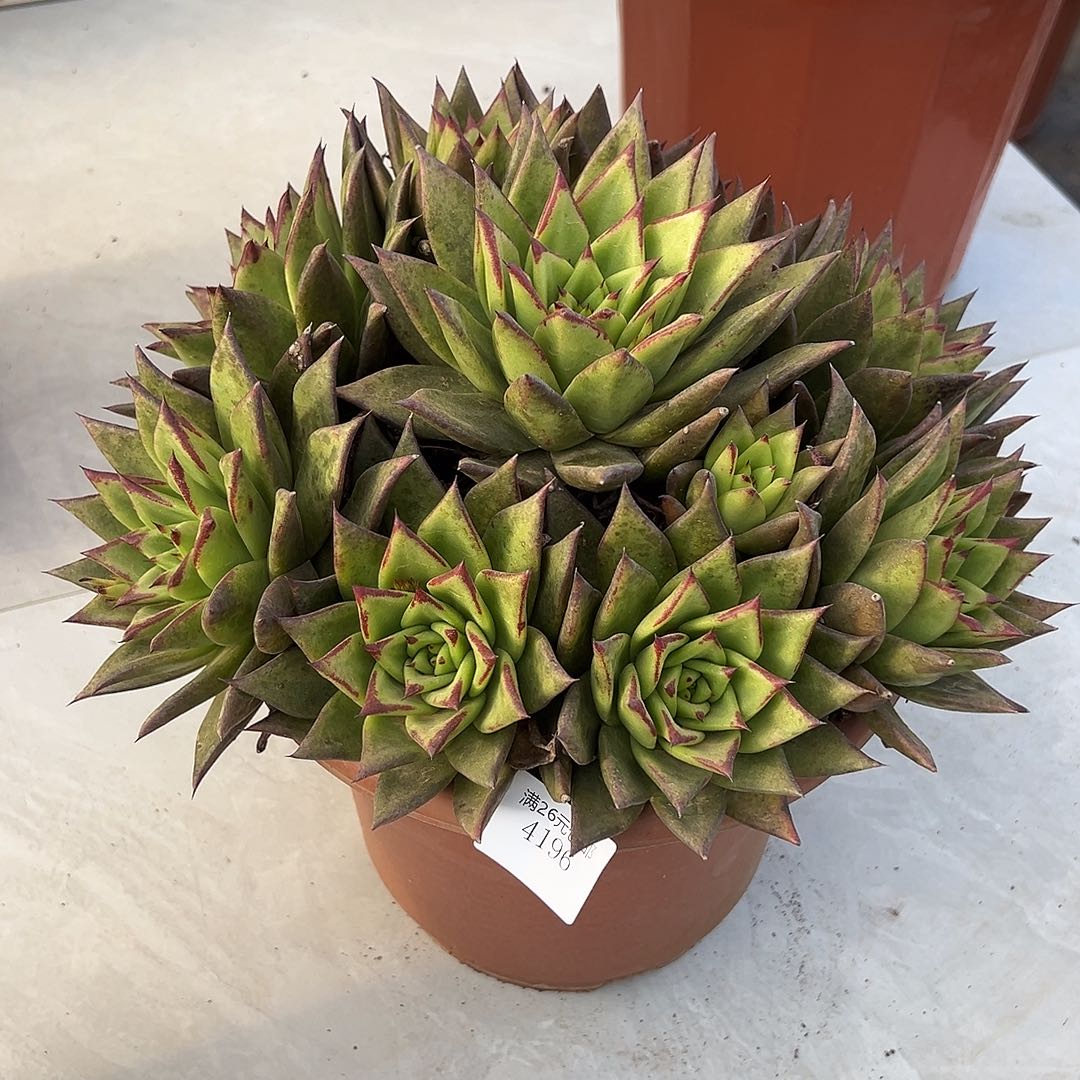 破***茧4196口红多肉植物多肉