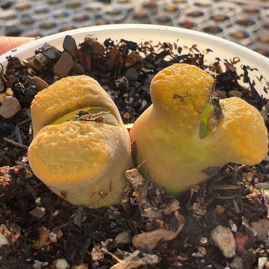 蛋糕风铃母本多肉植物