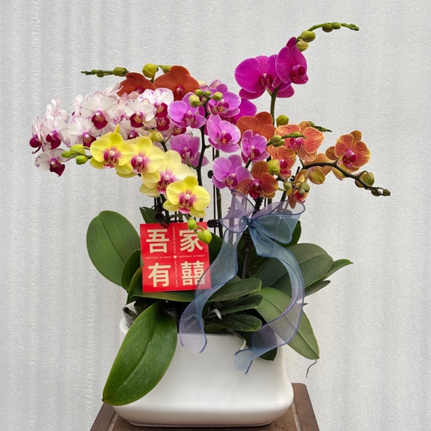 国之兰 [繁花似锦] 经典款多彩多色蝴蝶兰室内花卉 基地直发