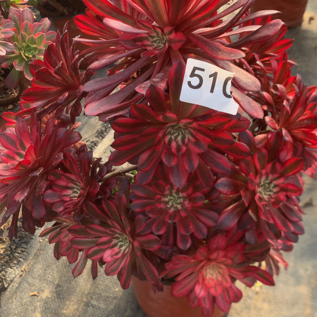 510红白多肉植物