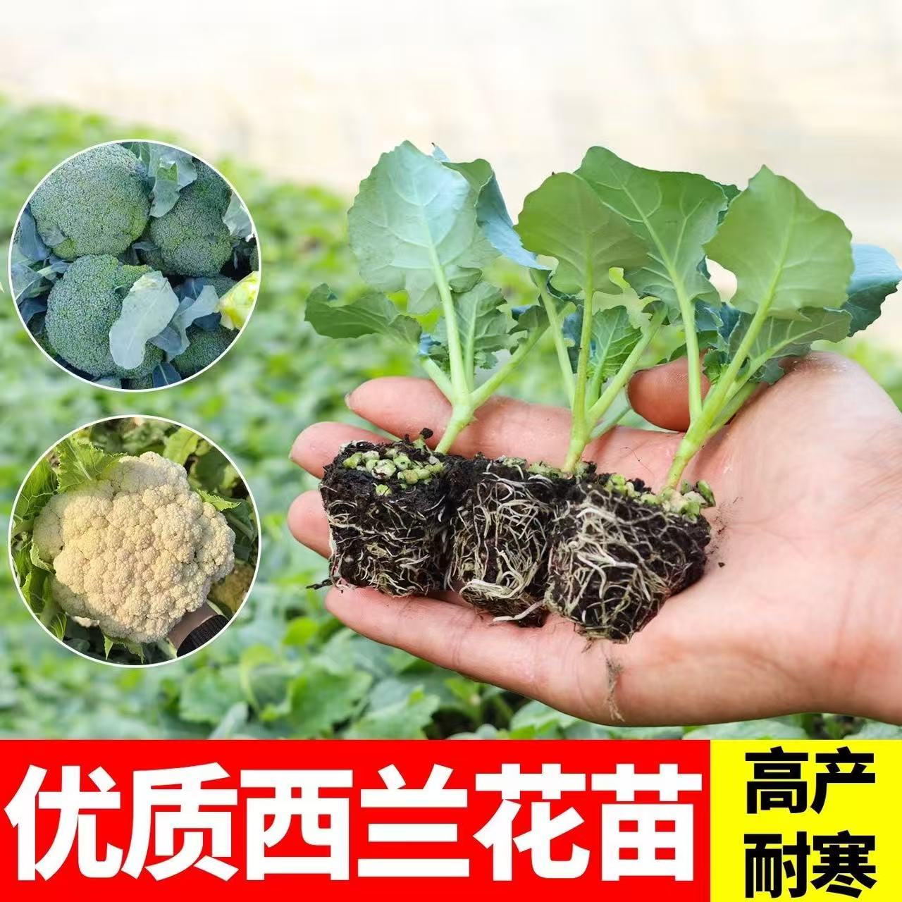 西兰花苗有机西蓝花苗带土秧苗绿色花菜花椰菜户外抗寒冬季易成活