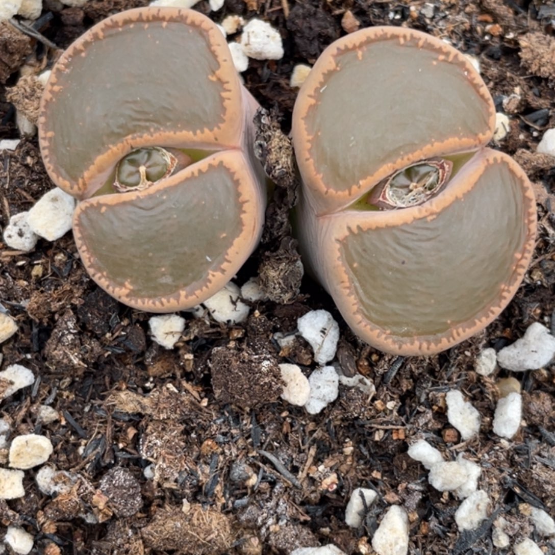 非偏远满20包邮612