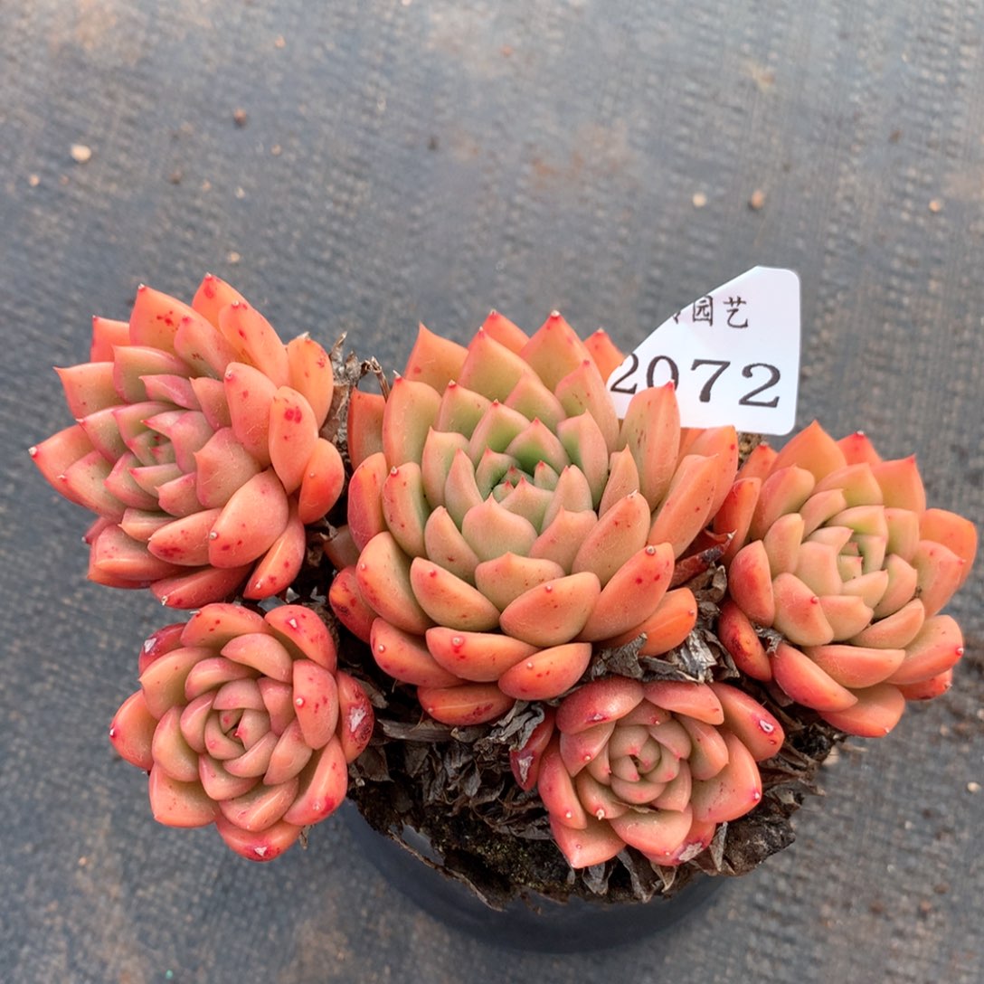 2072杂交多肉植物基地
