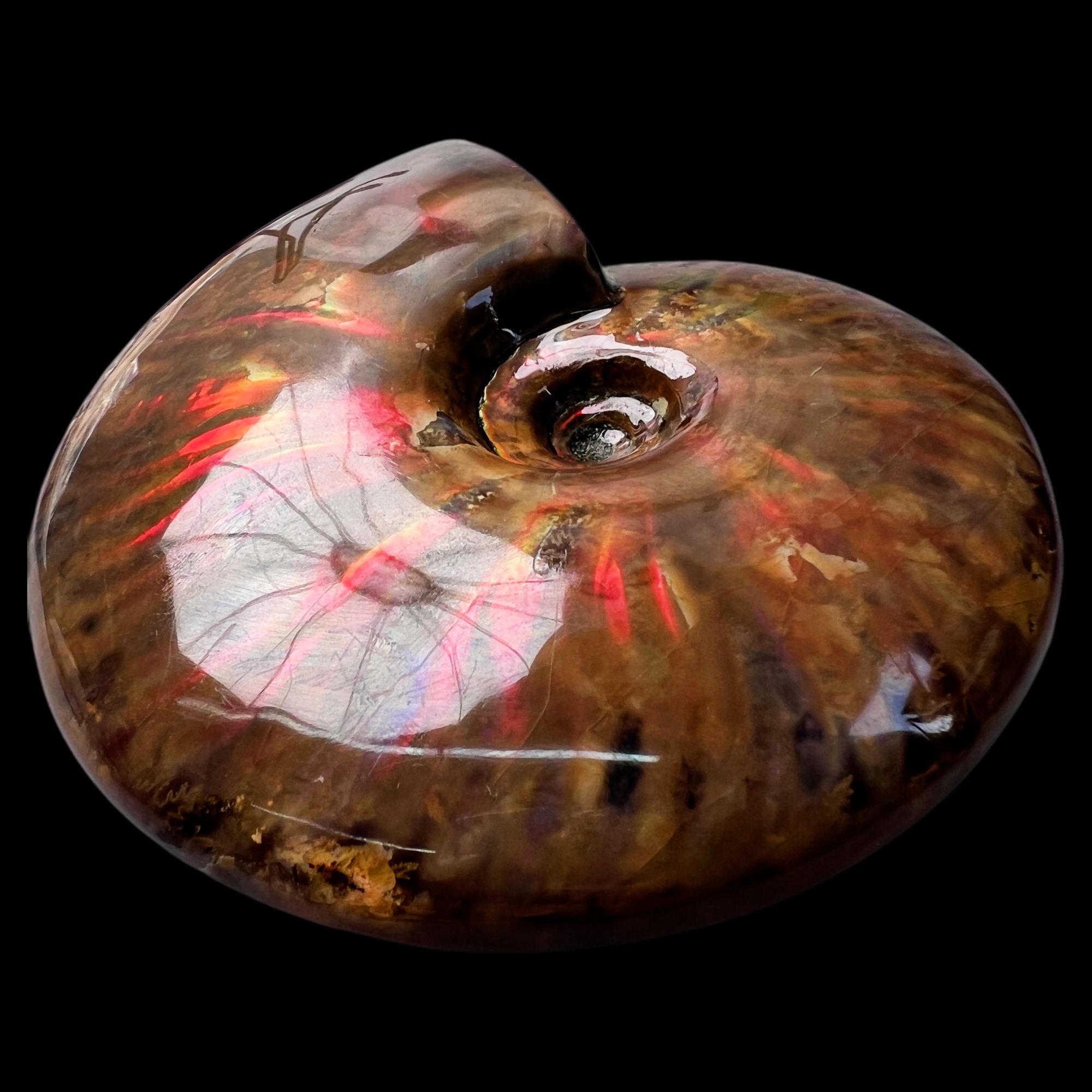 【 叶菊石（火凤凰）】120.6mm 马达加斯加 古贝壳 G9