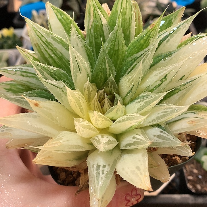 38号实生玉露锦一物一拍