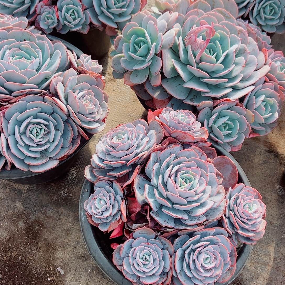 红粉台阁多头群生老桩特价