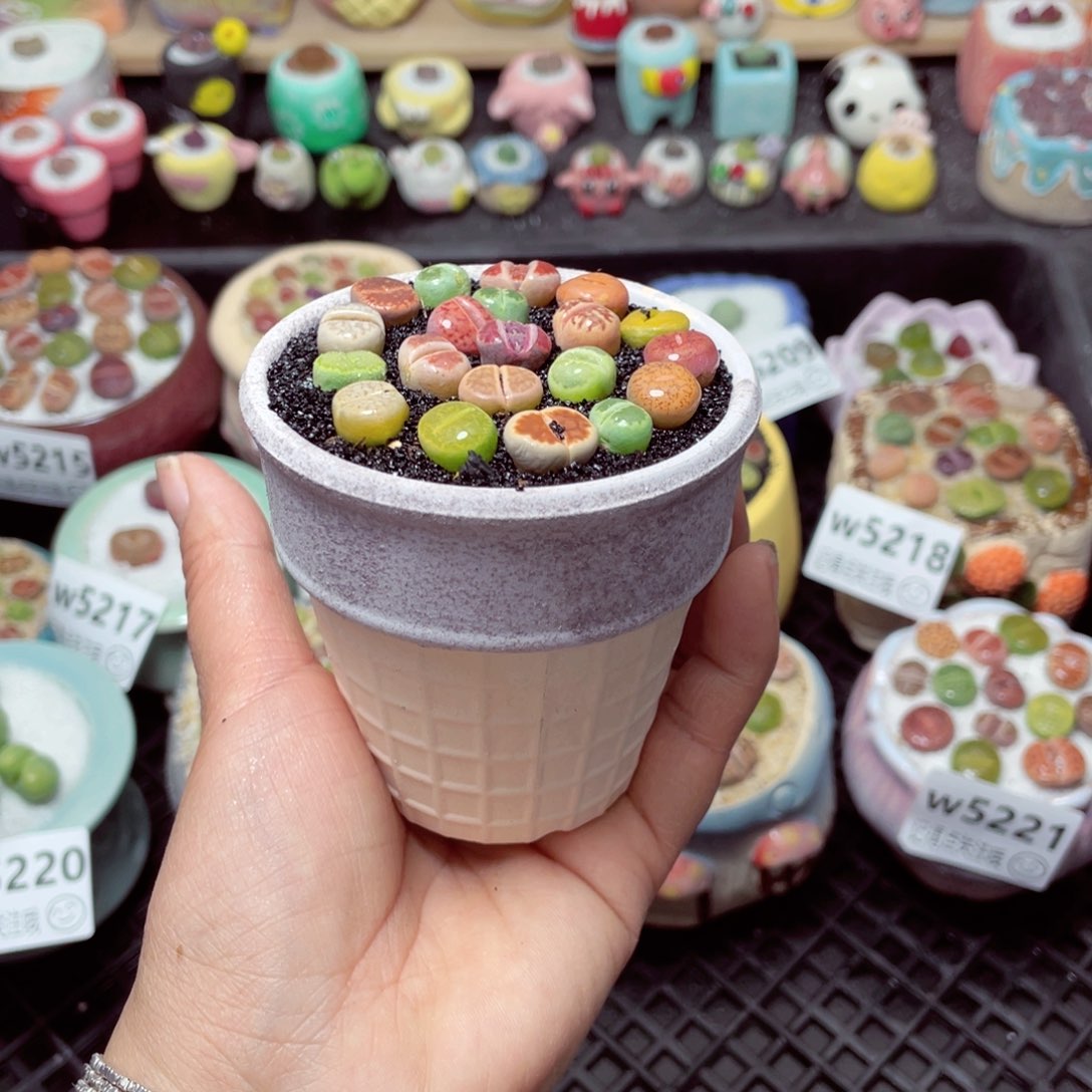 w5222 带盆土发货-零下地区拍保温箱