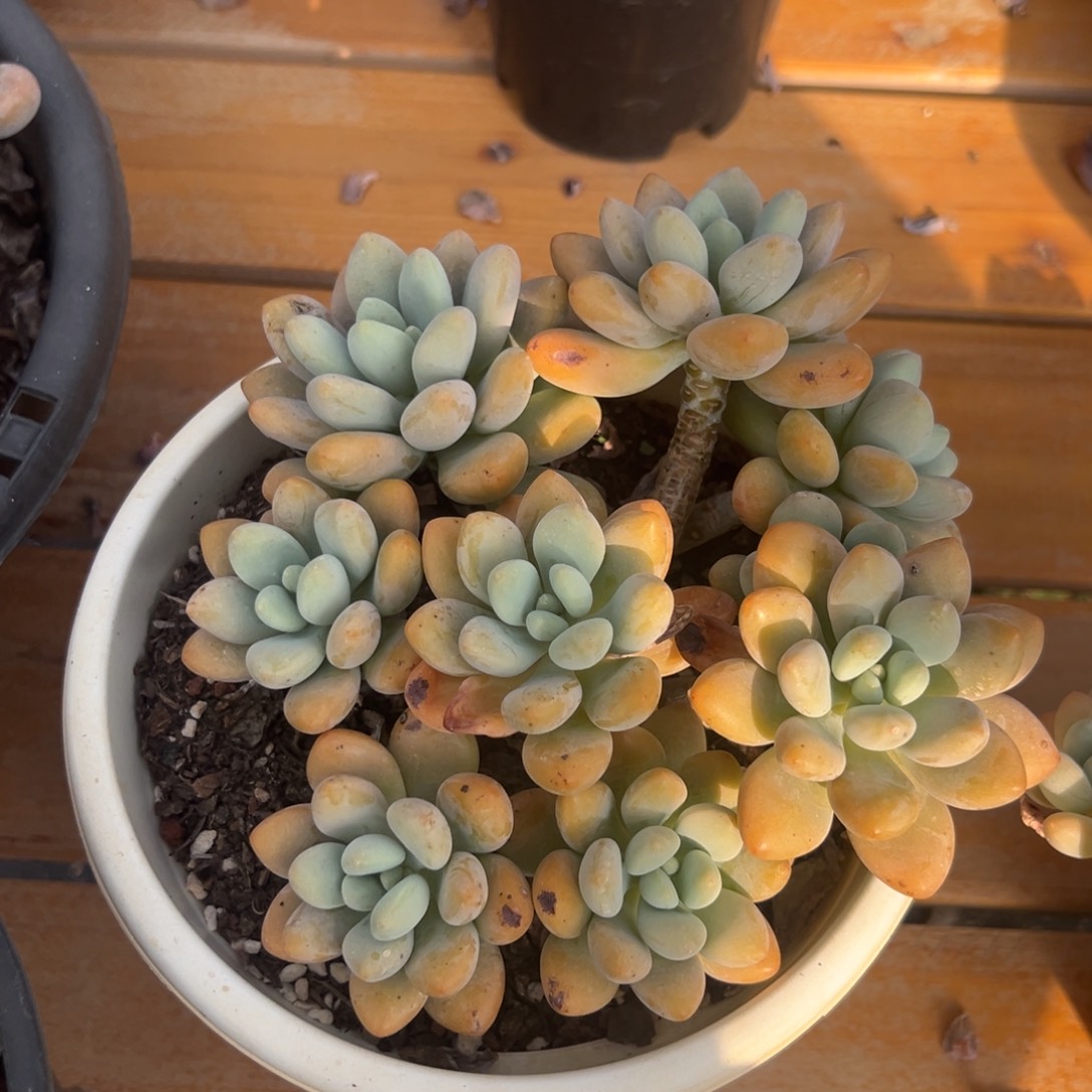 多肉植物多头香水
