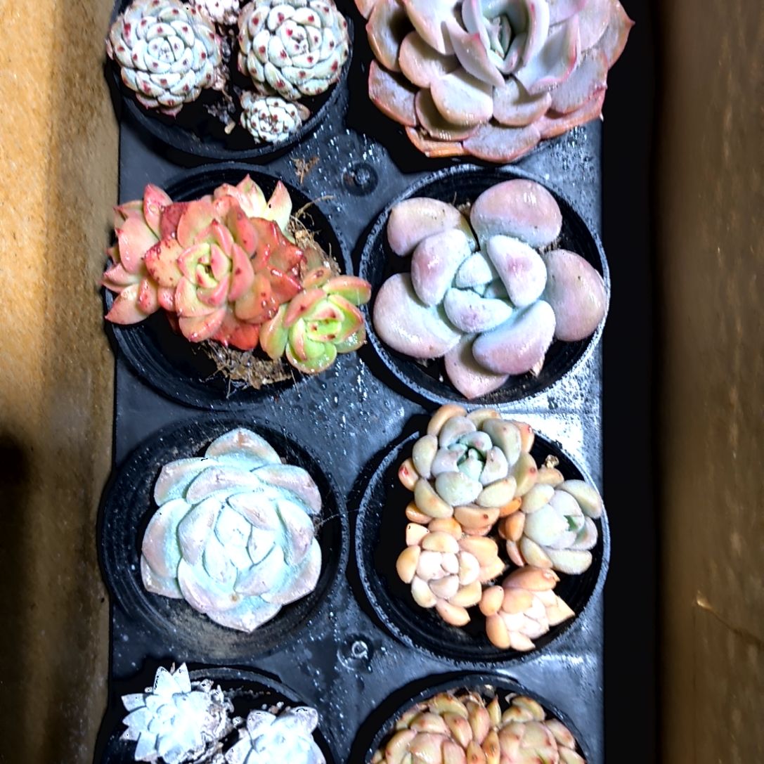 一物一拍绝绝子，19号