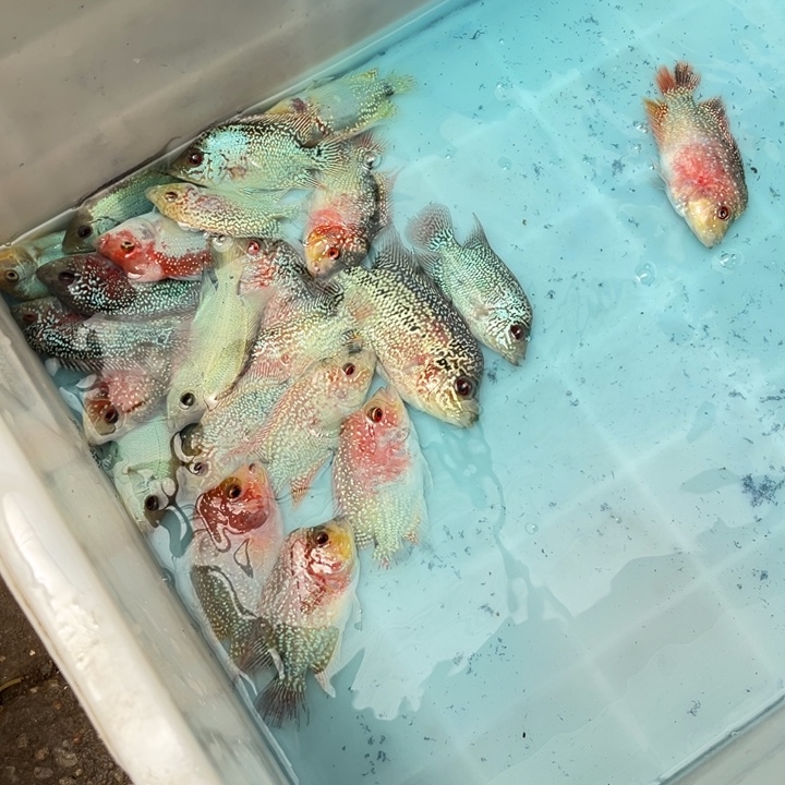 罗汉鱼28.8//////////3条