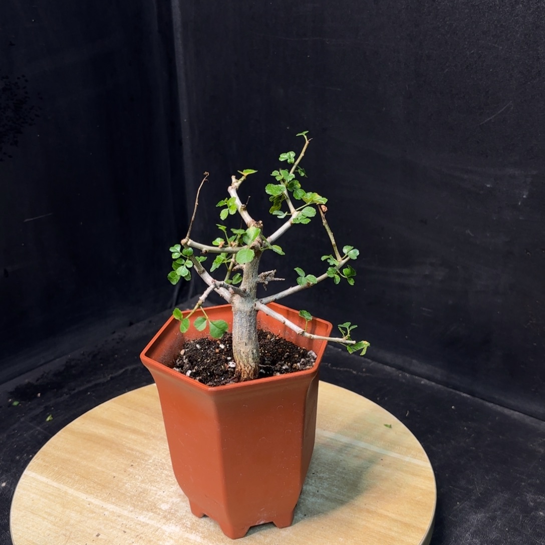 好望角没药十二骑士