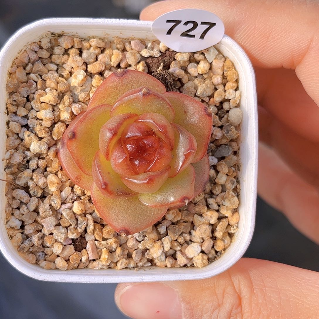 727 新品珍妮  满18包邮