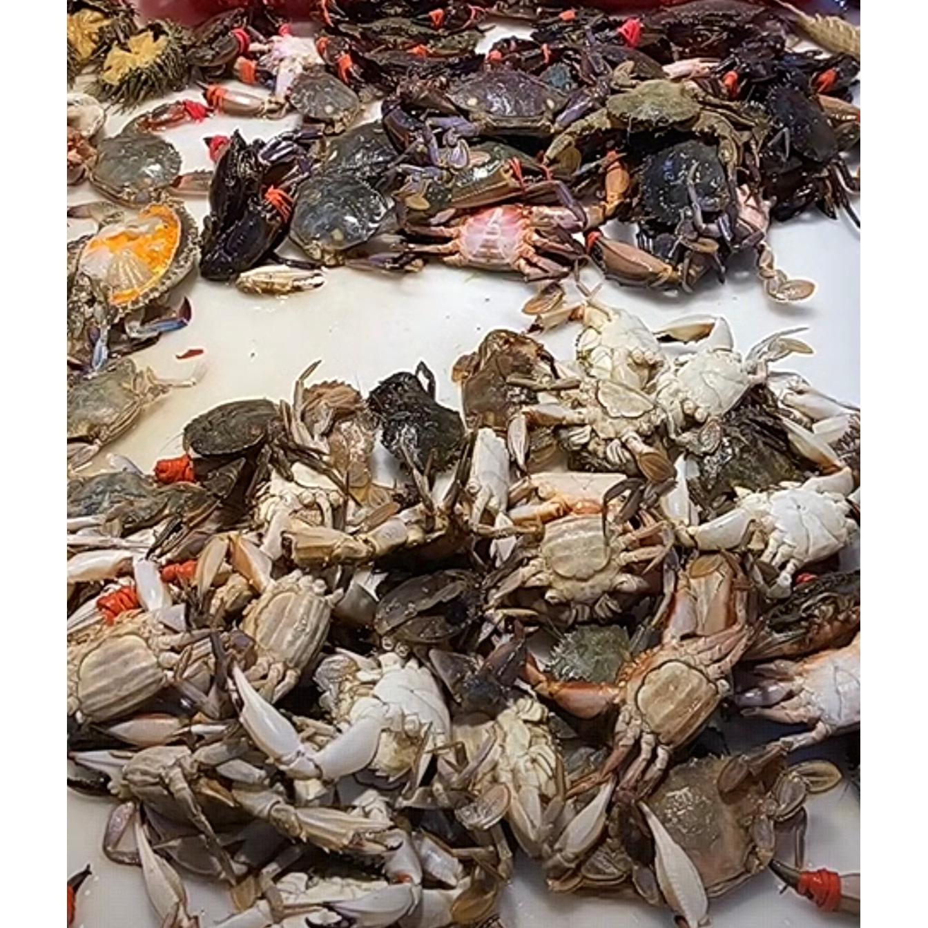 大连花盖蟹 当日海捕3斤 公母混[保鲜不保活]有掉腿