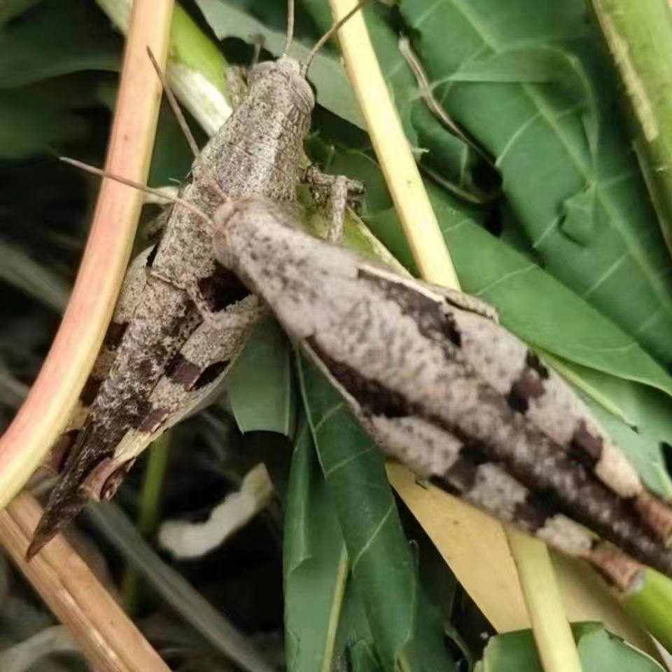 野生花腿 精品野生丁蜢 活体花腿 活体丁蜢