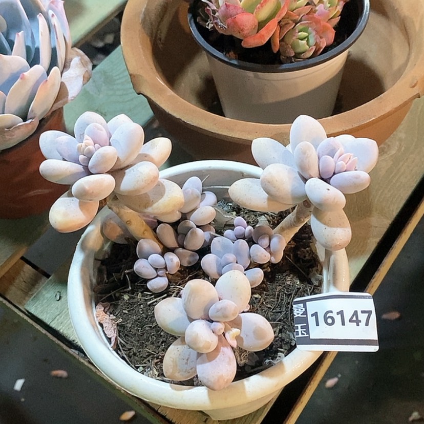 【闪购商品】鸡蛋奶16147