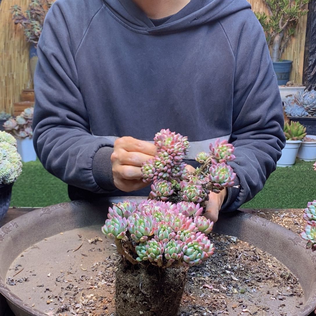 四***夕A62号蓝苹果缀多肉