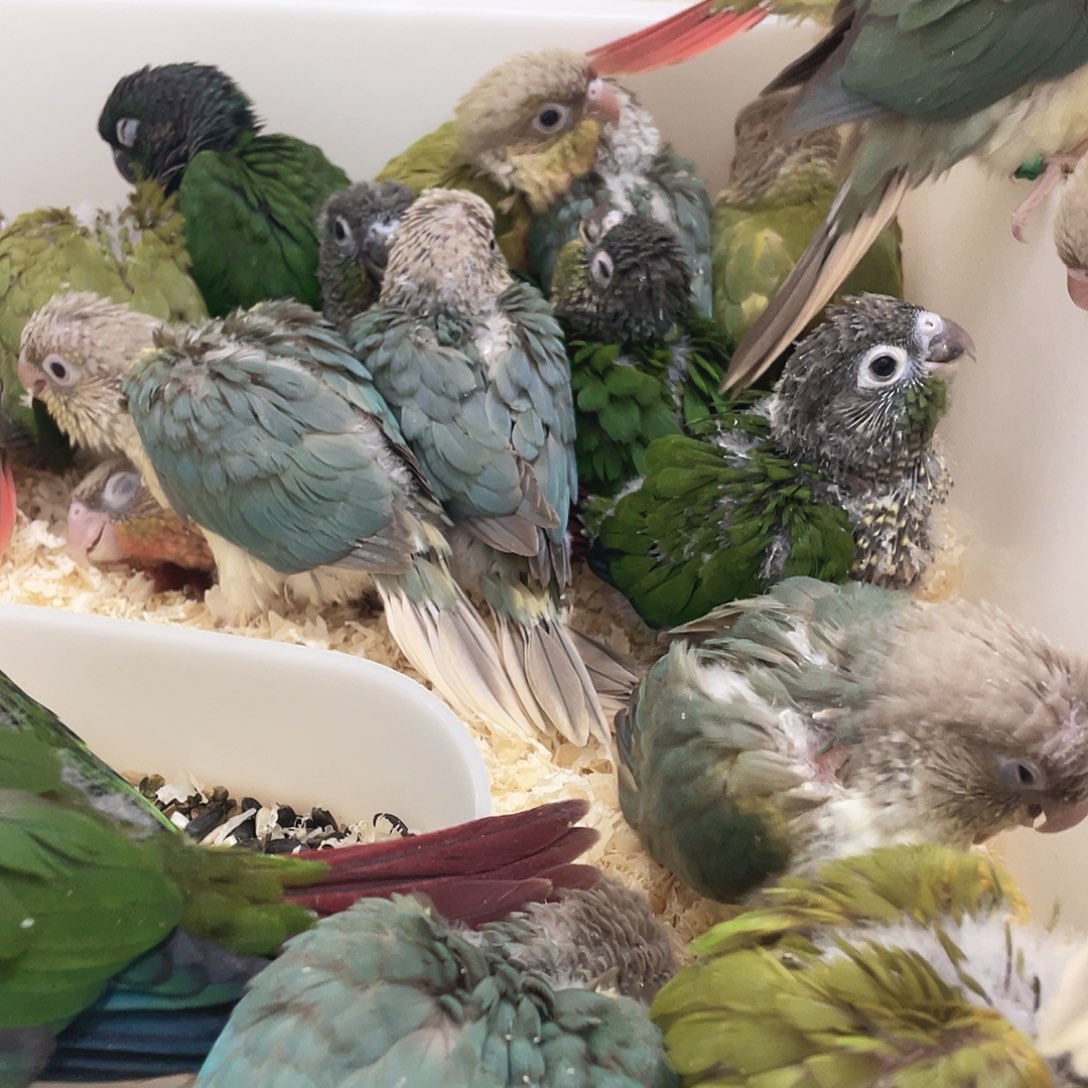 虎皮鹦鹉手养小太阳亲人黏人的鹦鹉