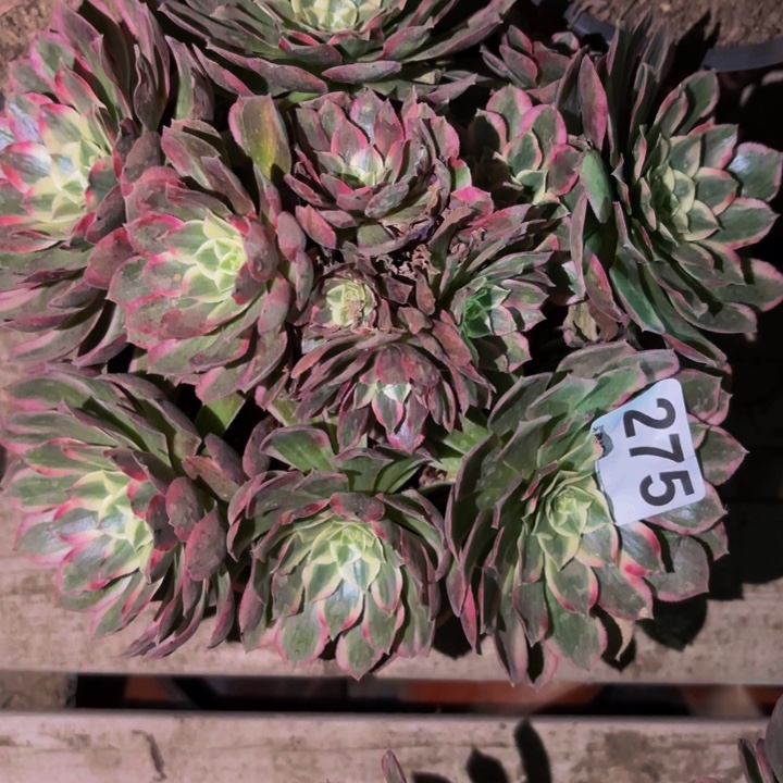 275玉芙蓉多肉植物