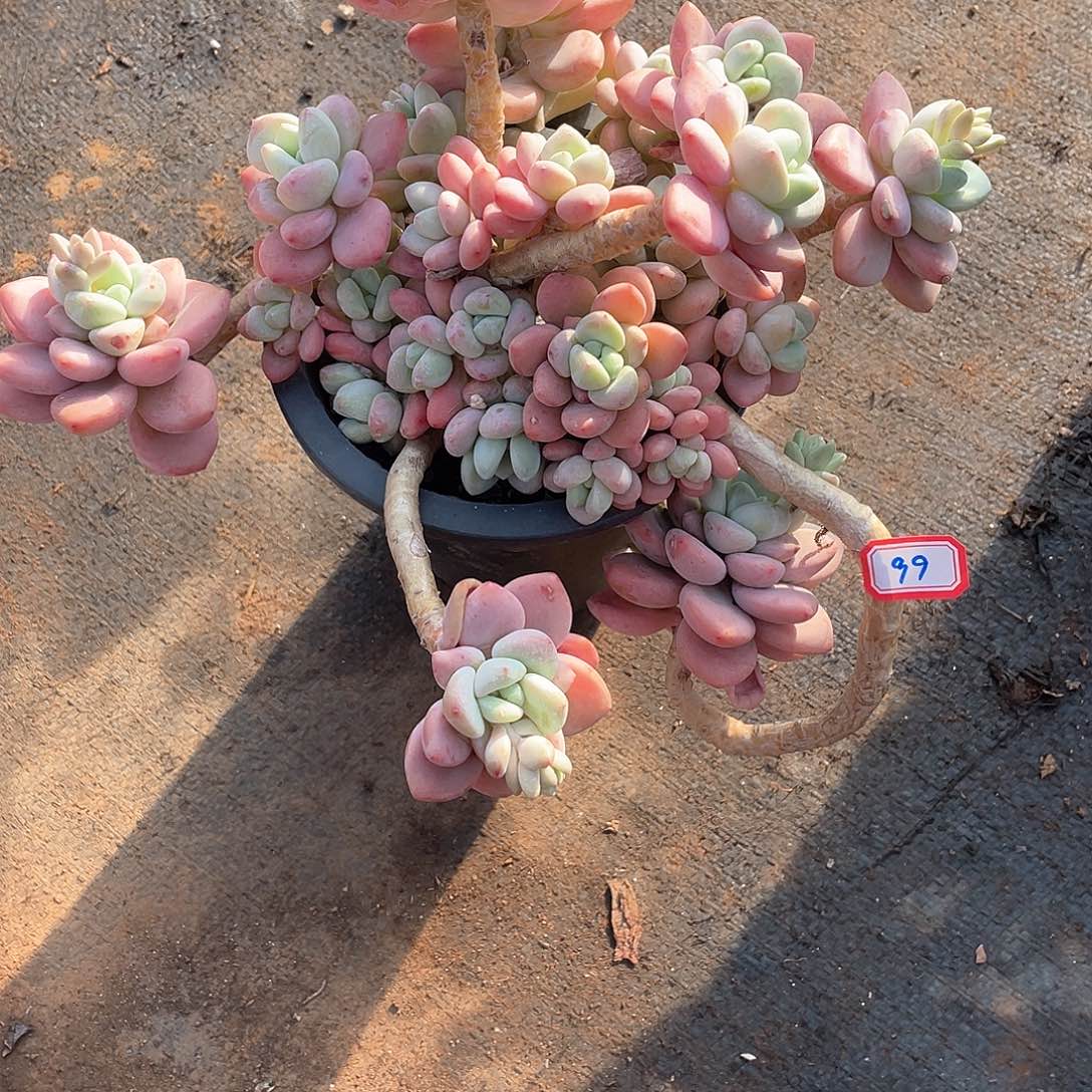 99洛神 一物一拍多肉