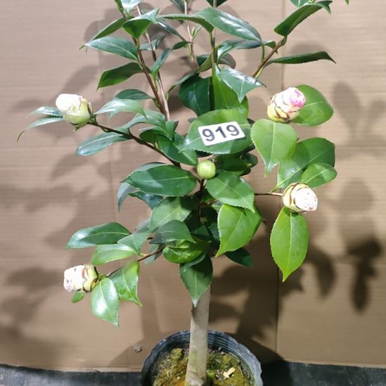 919水晶，原盆原土发货