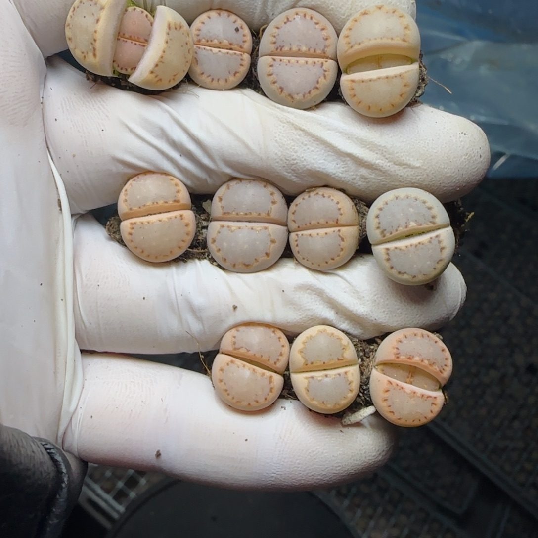 优***器1273。默认脱土。18包邮。偏远88包邮