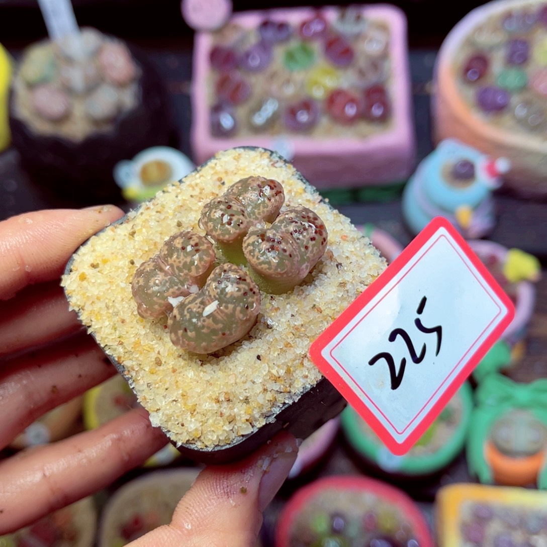 225生石花带盆发1