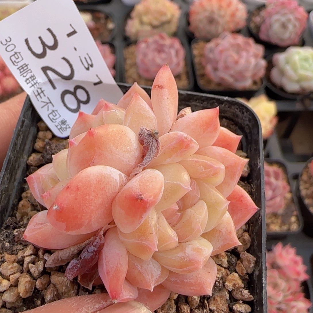 秘境冰魄单头一颗脱土