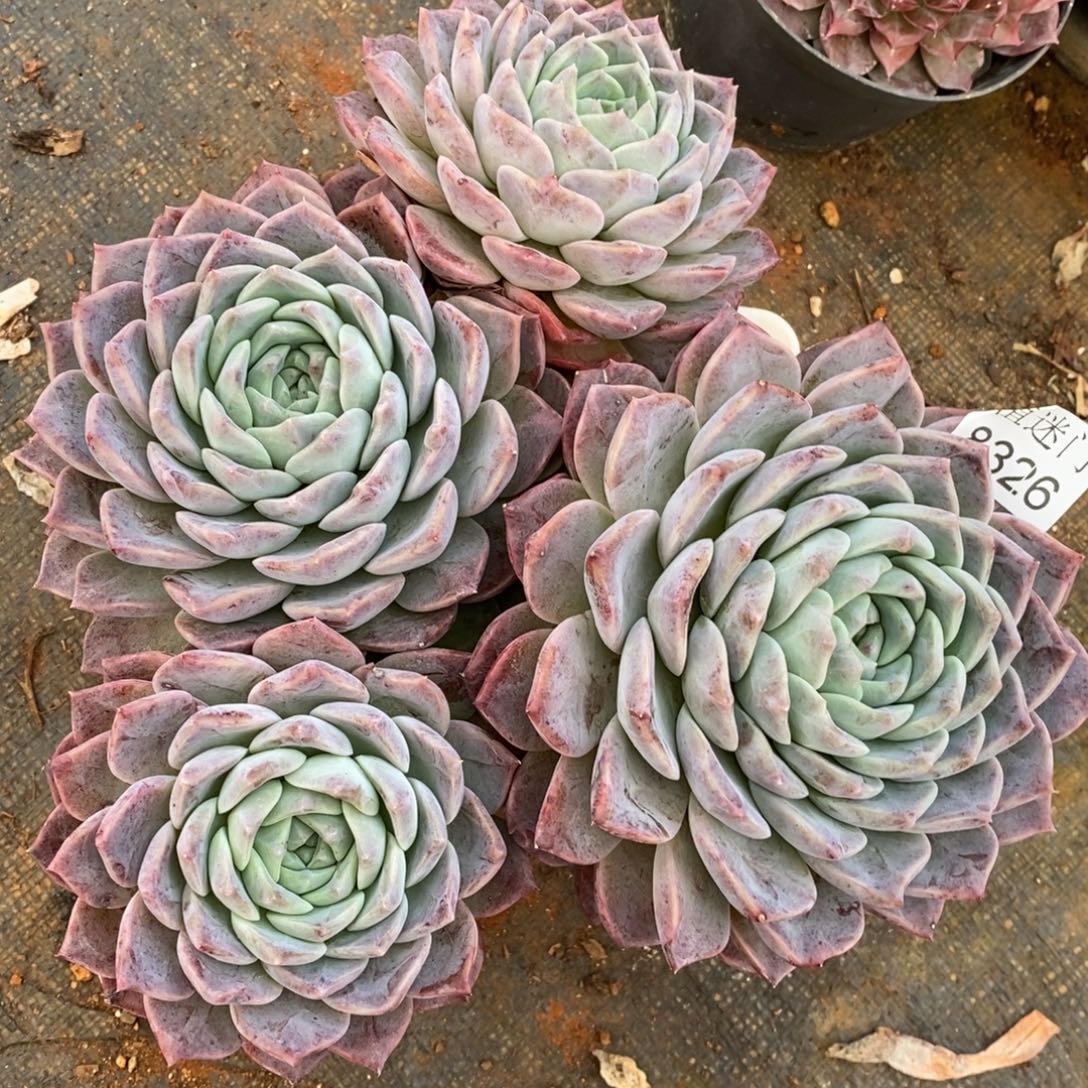 闪***星生日福利九折~8326~20厘米