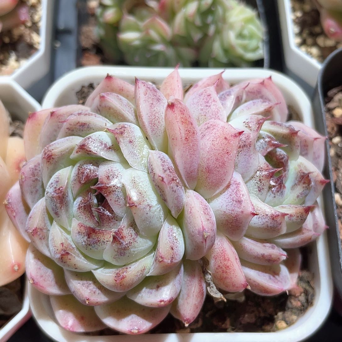 优选太妃糖福利758