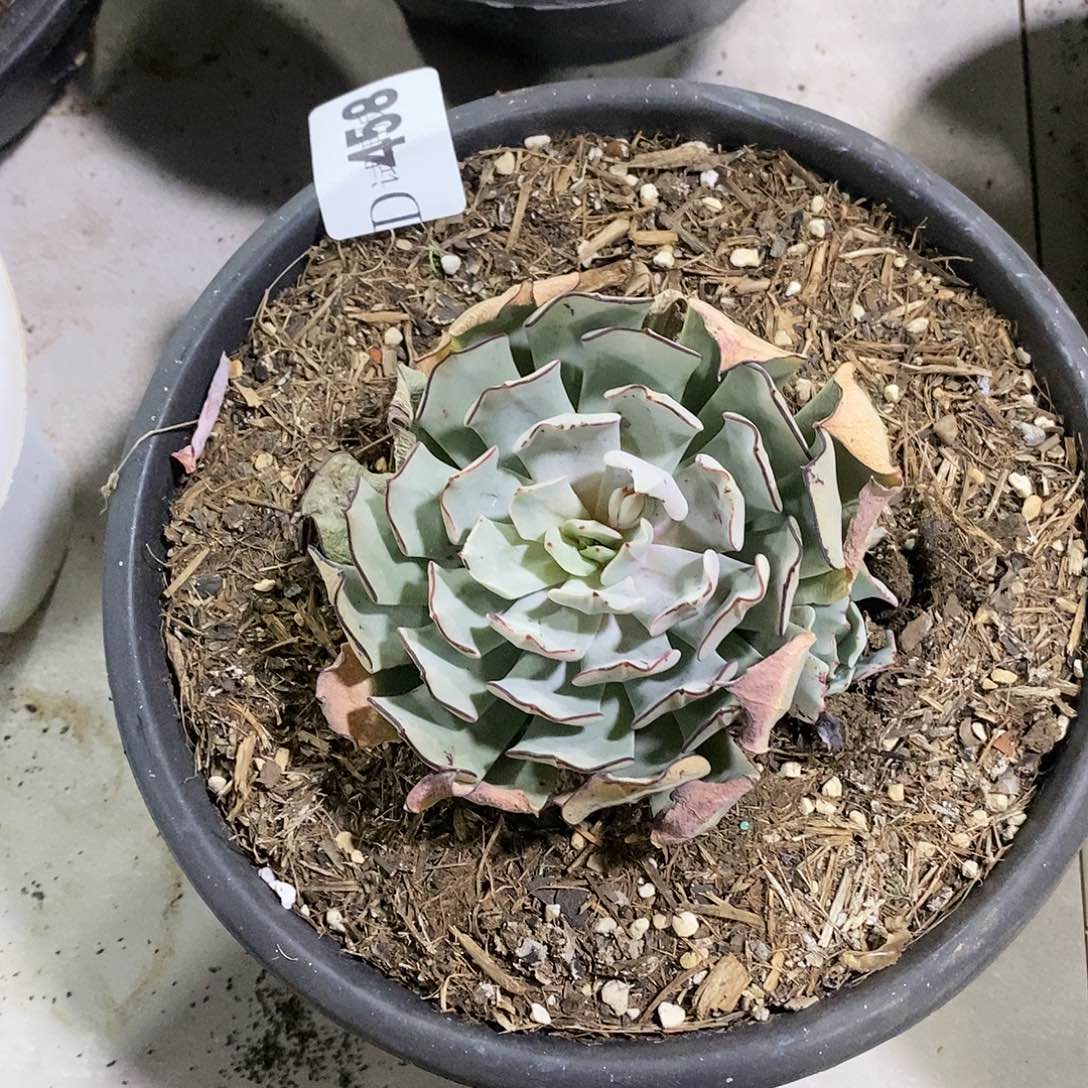 云*语458剑斯诺娃多肉