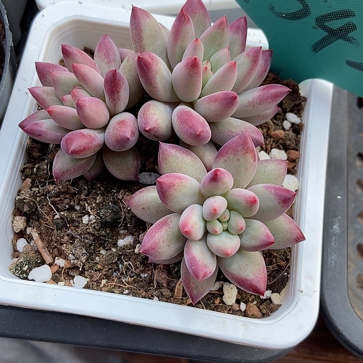 2***0多肉植物金鱼姬1542