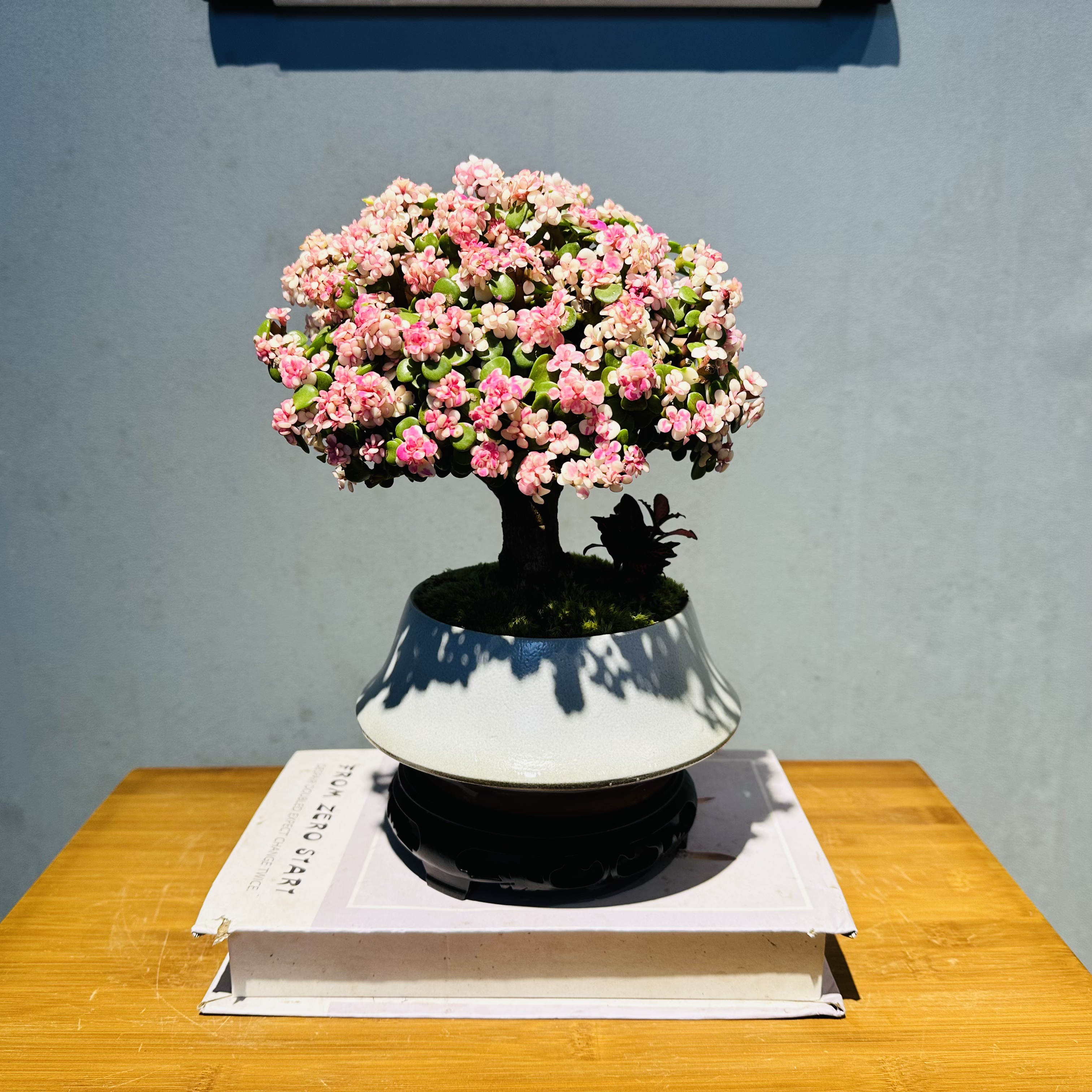 大老桩棒棒糖造型金枝玉叶+白色雅韵盆+接水盘