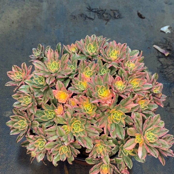 甜茶多肉植物80。  