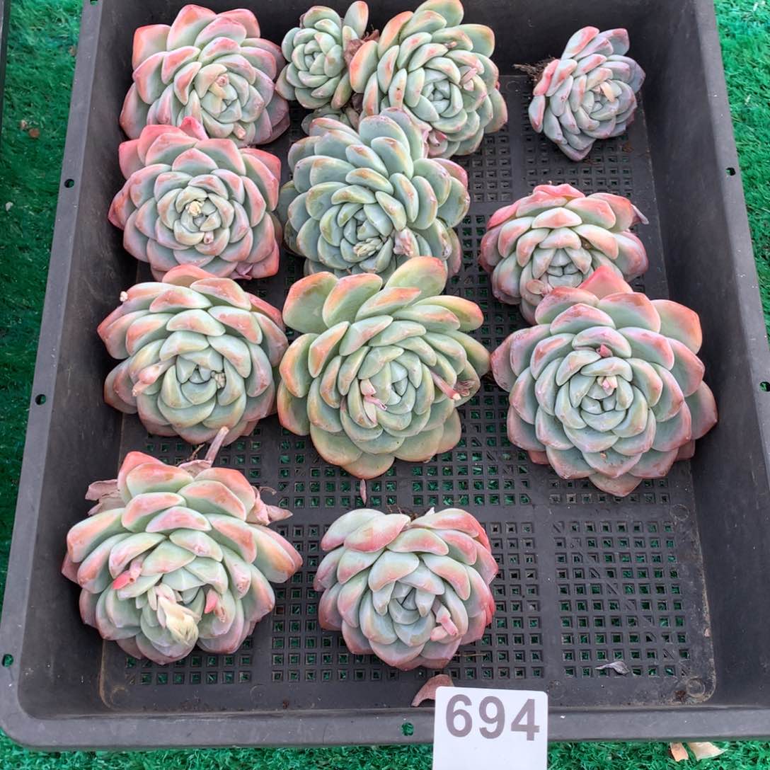 694冰玉多肉植物组合
