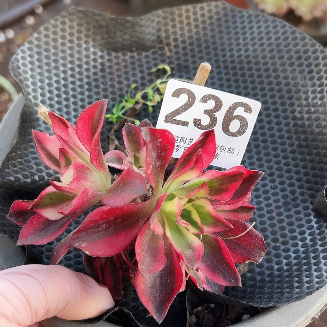 樱桃236多肉植物多肉植物