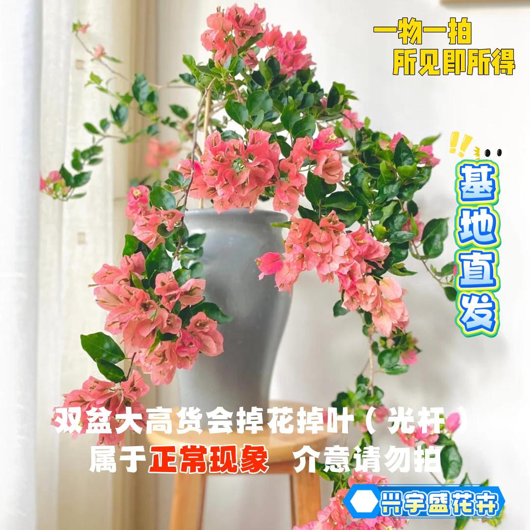 兴 【23单盆一物一拍】掉花落叶都是正常介意勿拍原盆土三角梅！