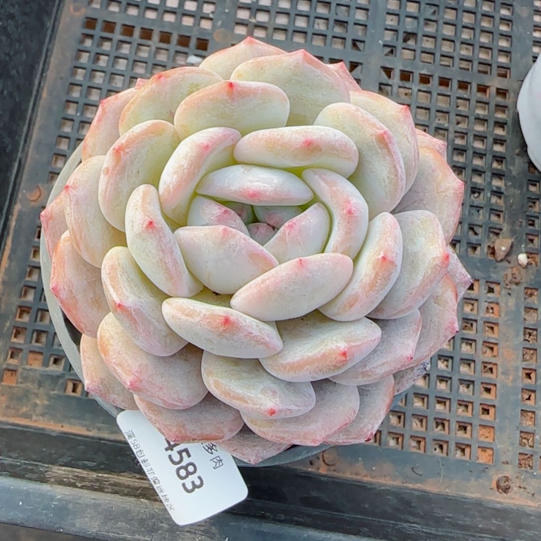 橙子，4583多肉植物