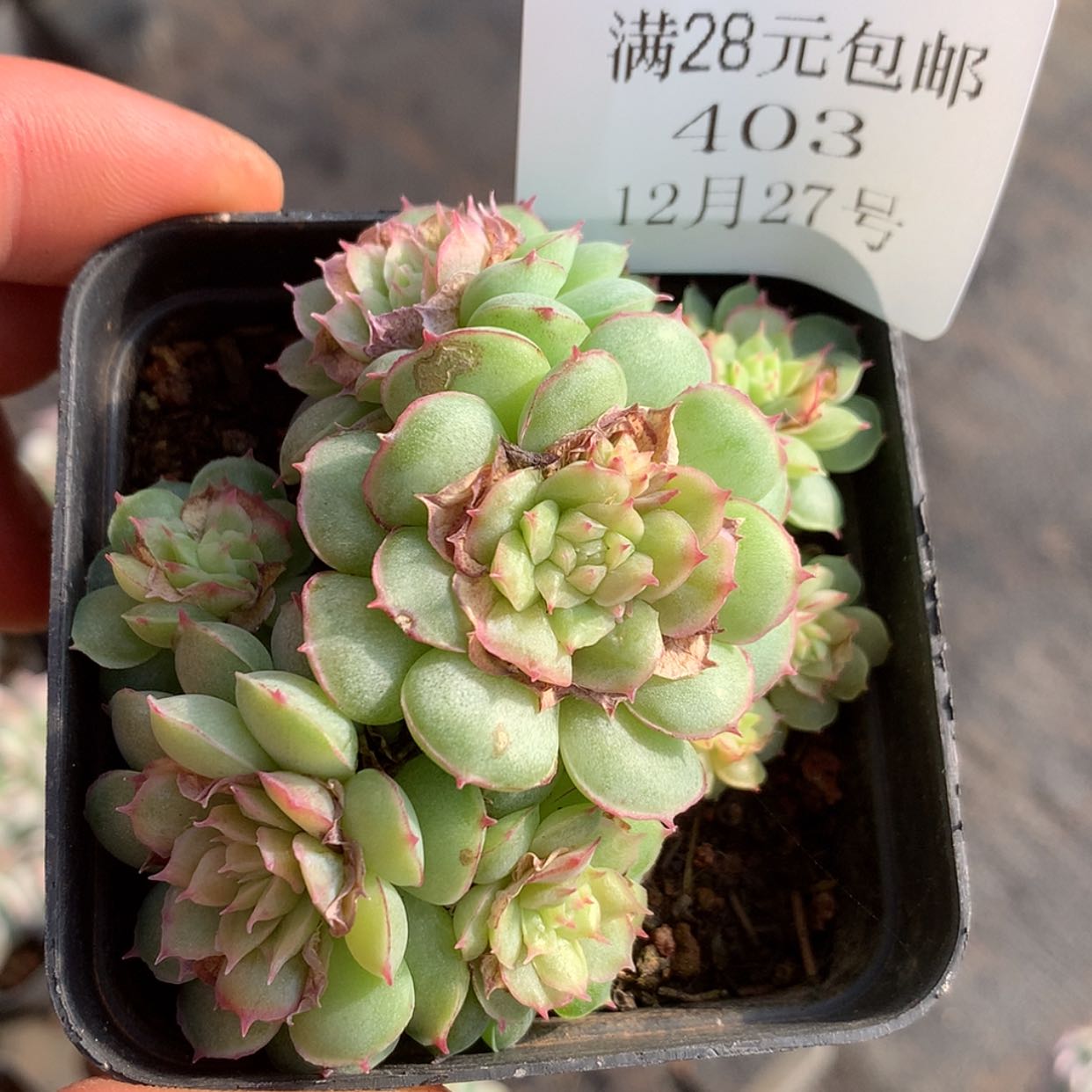 【闪购商品】云403号