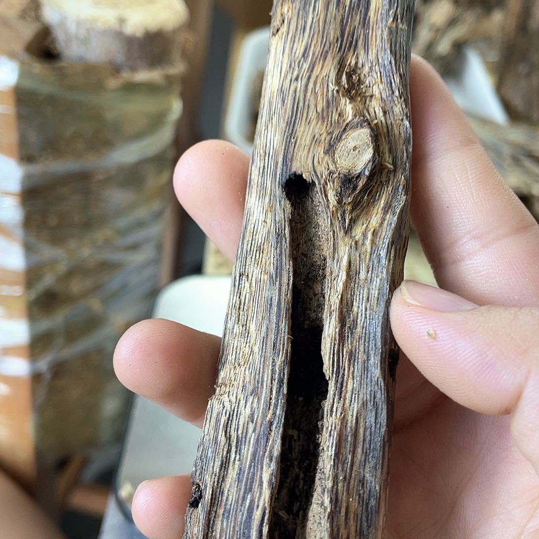 木绿奇楠原材料虫漏22克