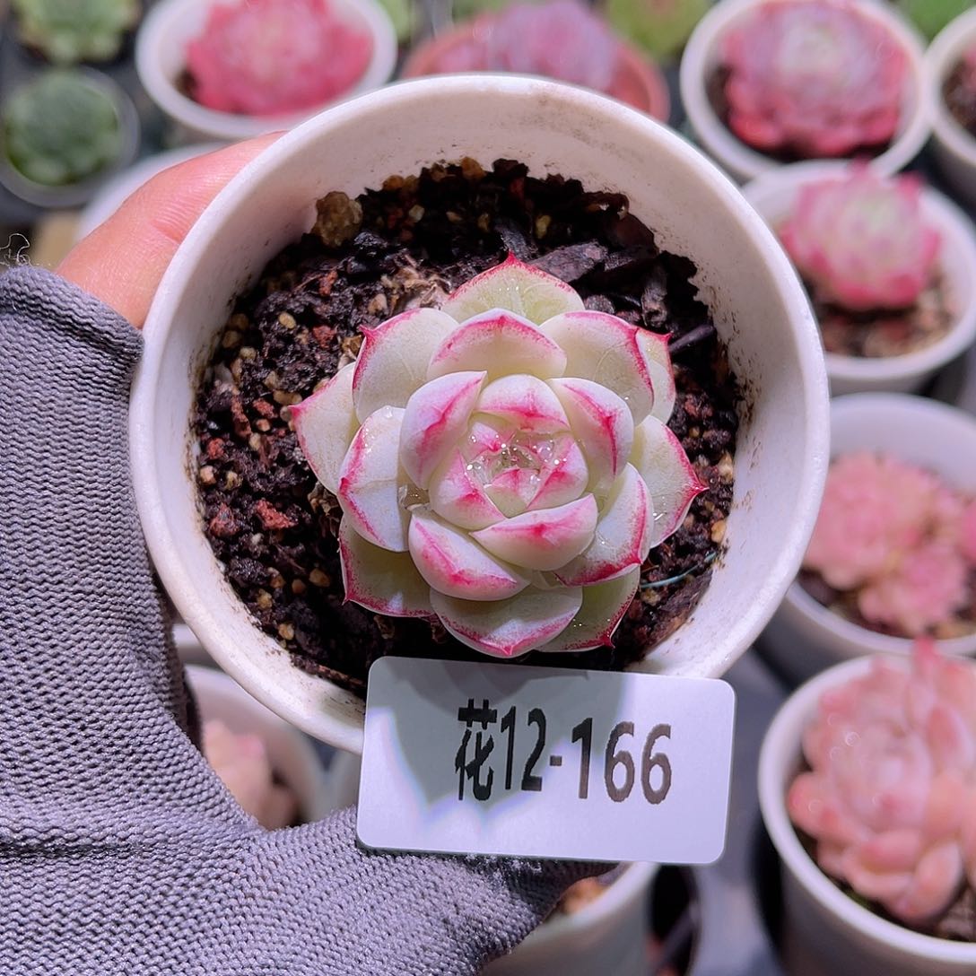 花12-166女王单头