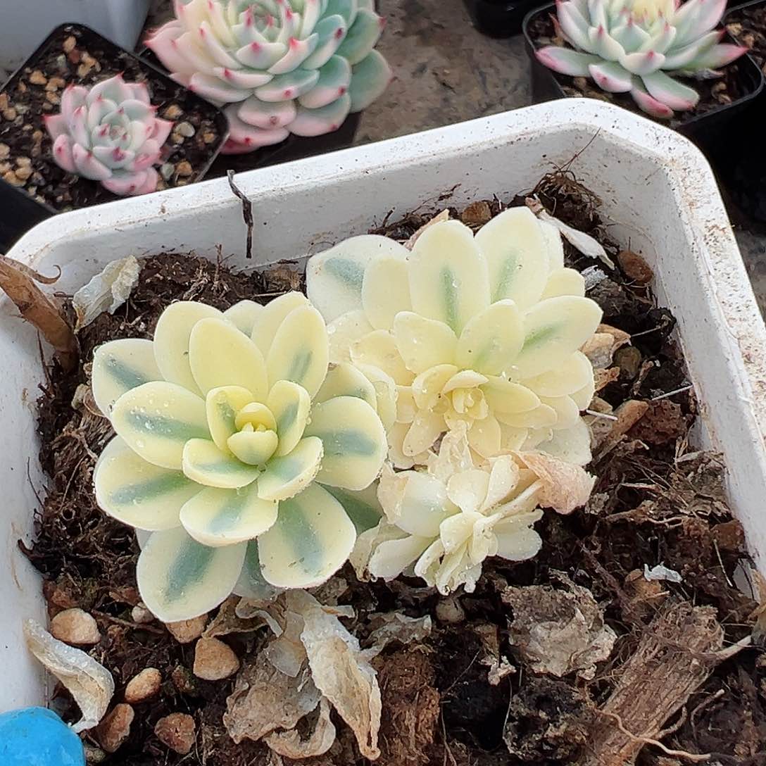 富士锦，多肉植物