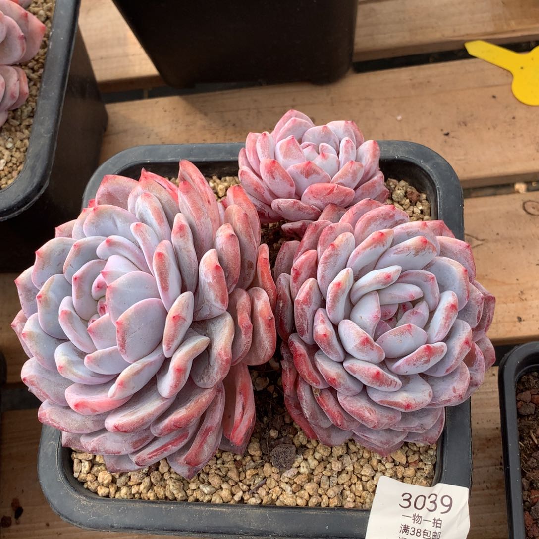 18厘米3头有砍石榴籽3039