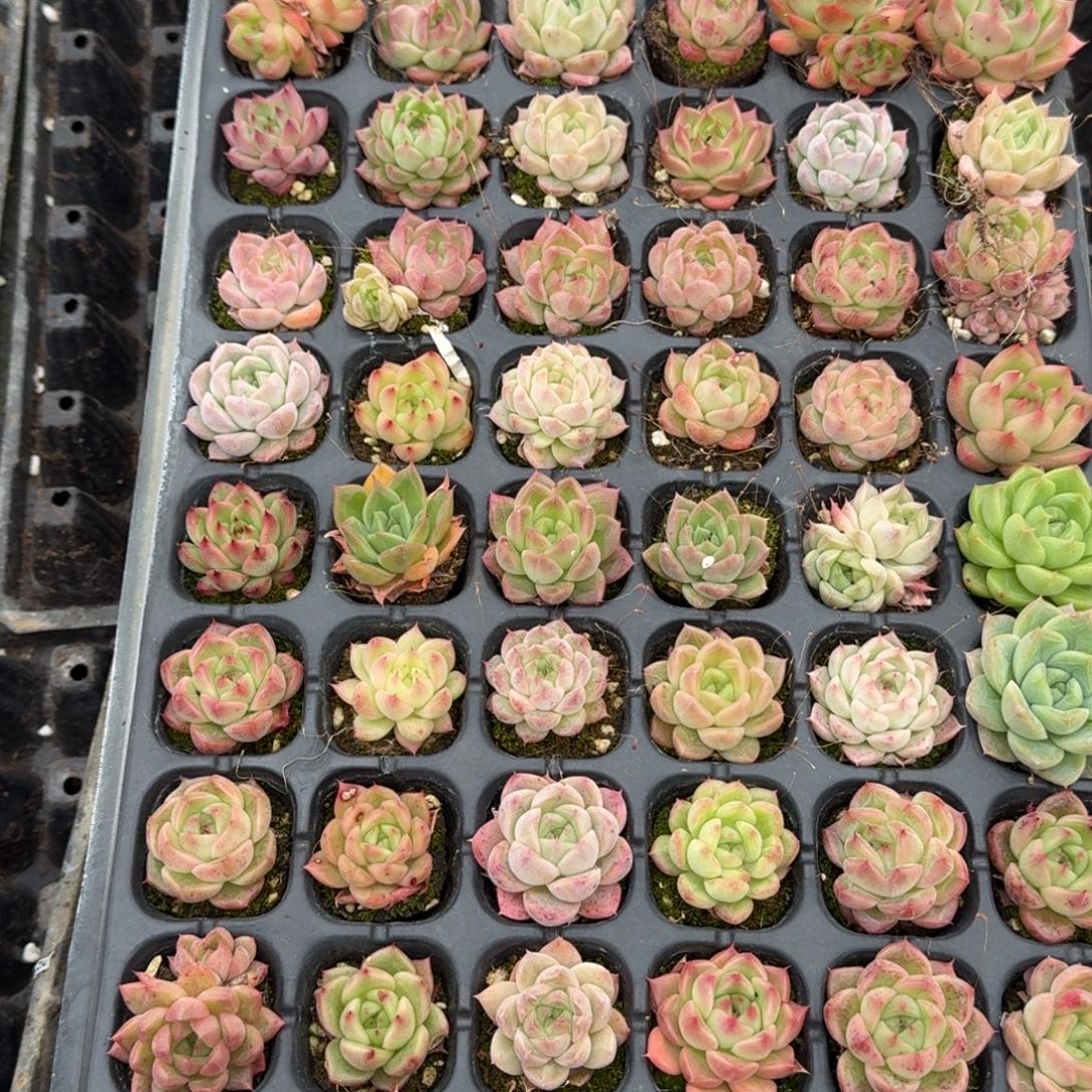 28-6未选育麦秆一盘量拍发货（未选育区）