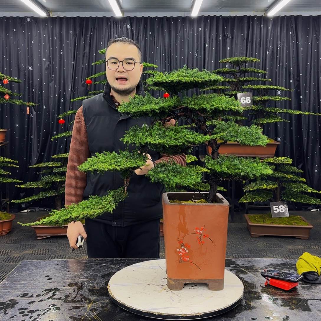 龙爪松高端造型盆景