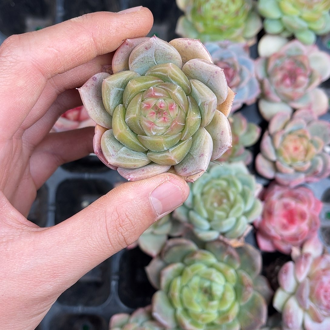 多肉一物一拍10-96