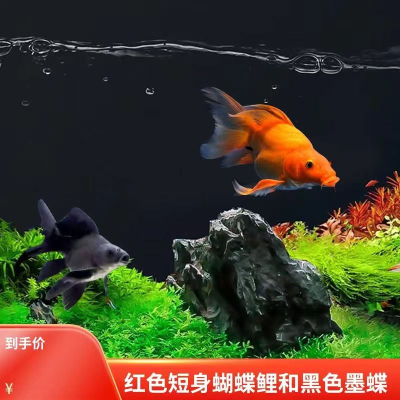 红色黑色纯种台系蝴蝶鲤好养耐活观赏鱼【包活】活体发货