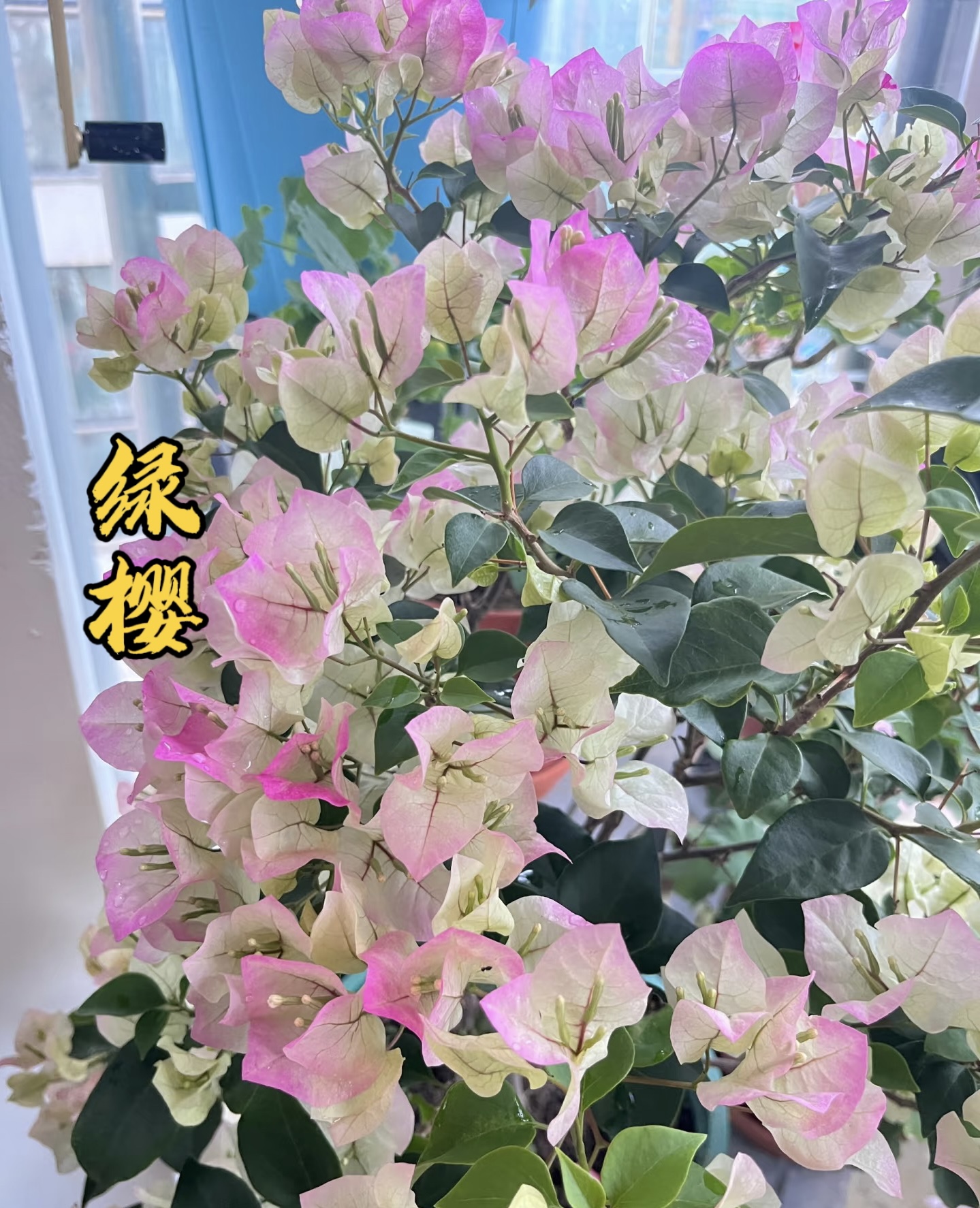 【绿叶樱花】 三角梅花卉勤花四季开花基地直发